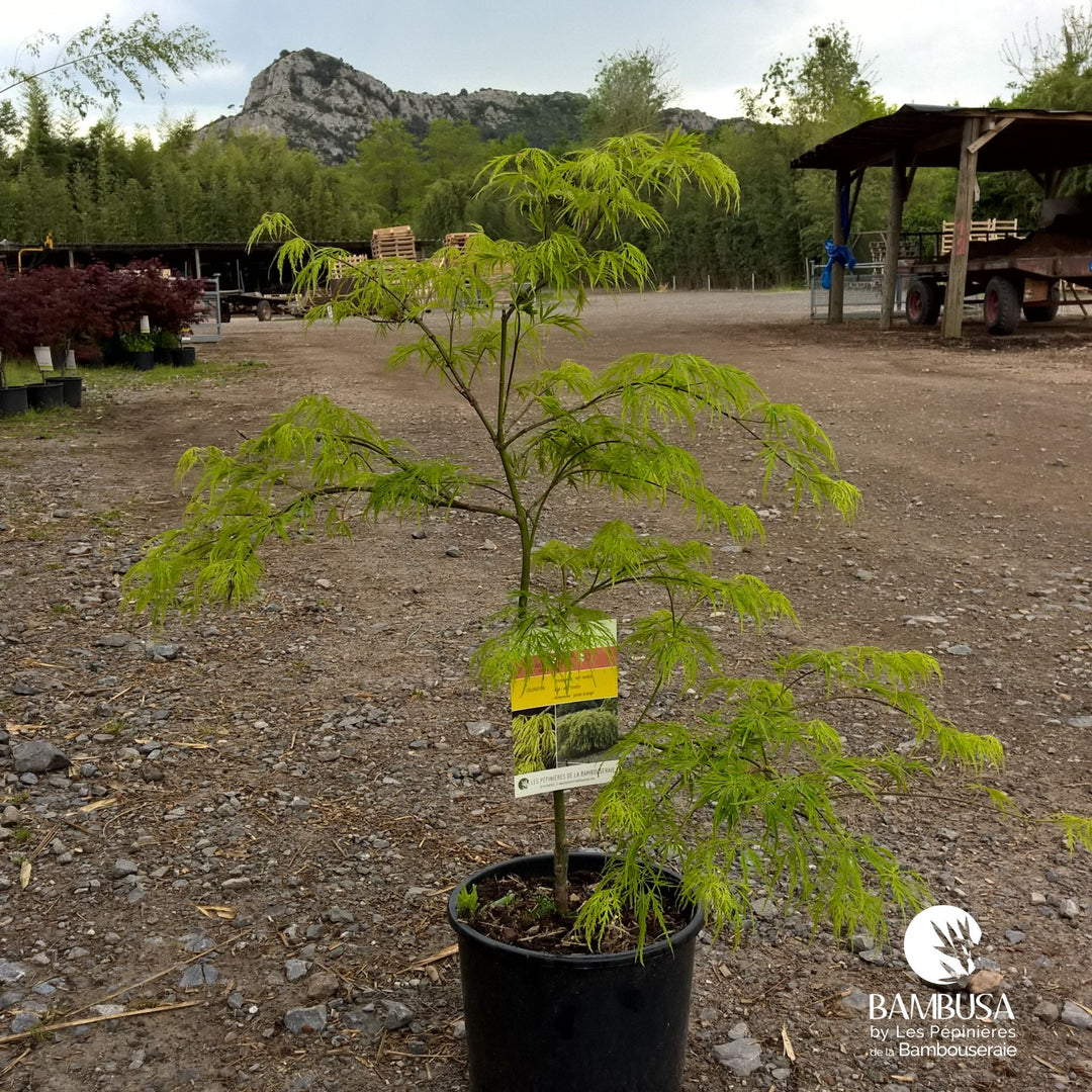 Acer palmatum dissectum &