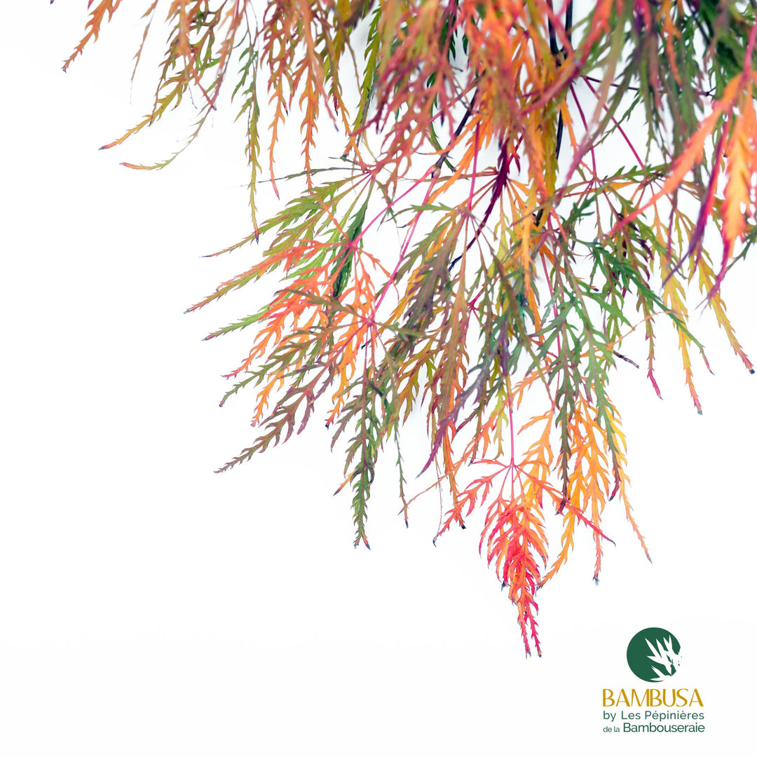 Acer palmatum dissectum &
