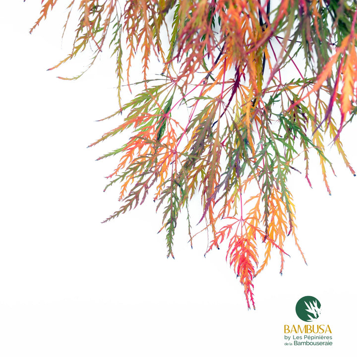 Acer palmatum dissectum &