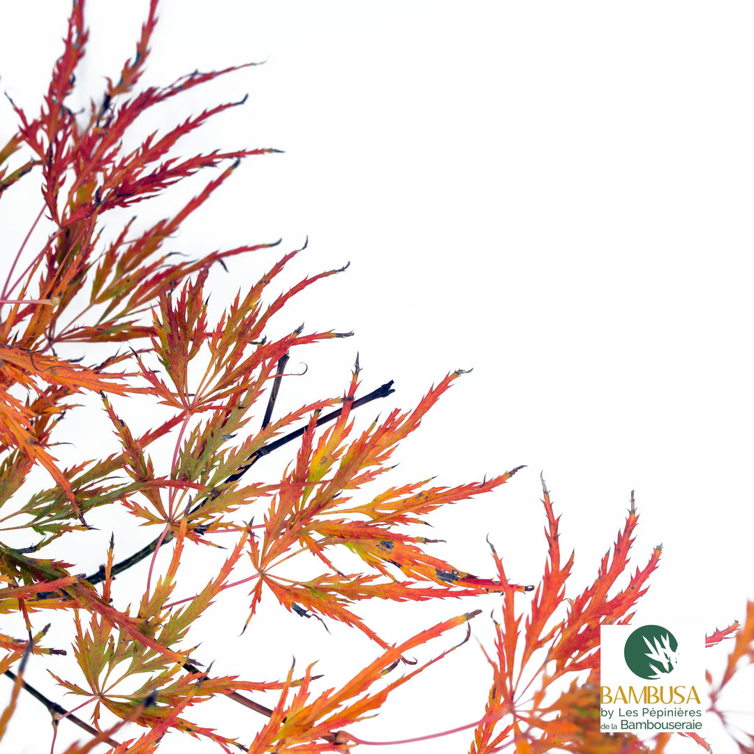 Acer palmatum dissectum &