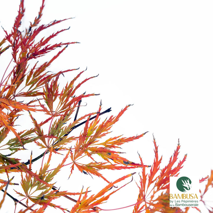 Acer palmatum dissectum &