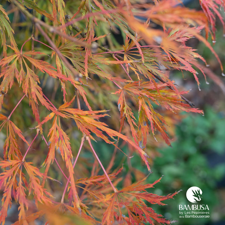 Acer palmatum dissectum &