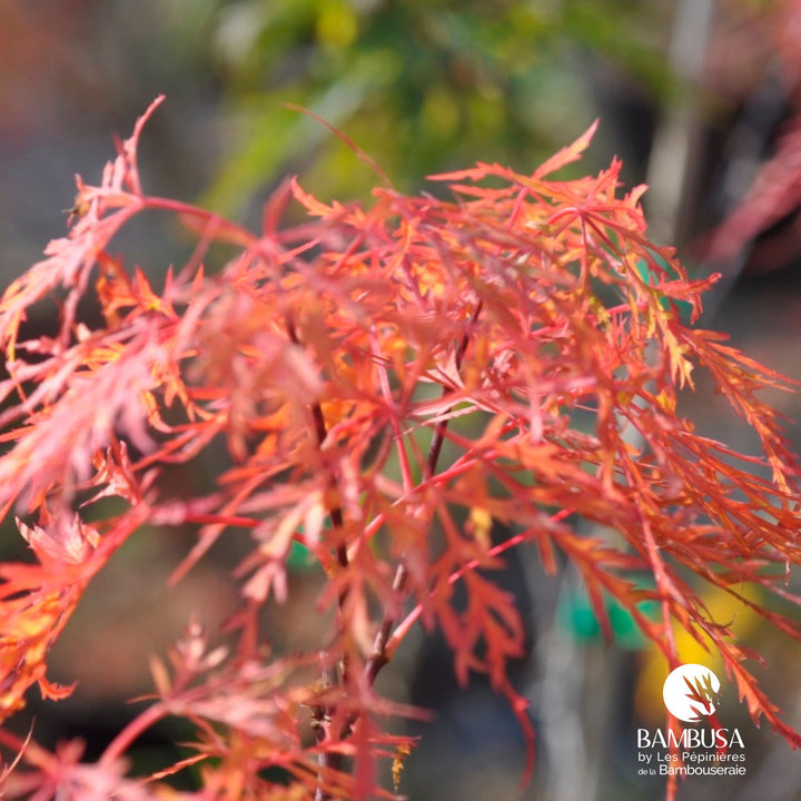 Acer palmatum dissectum &