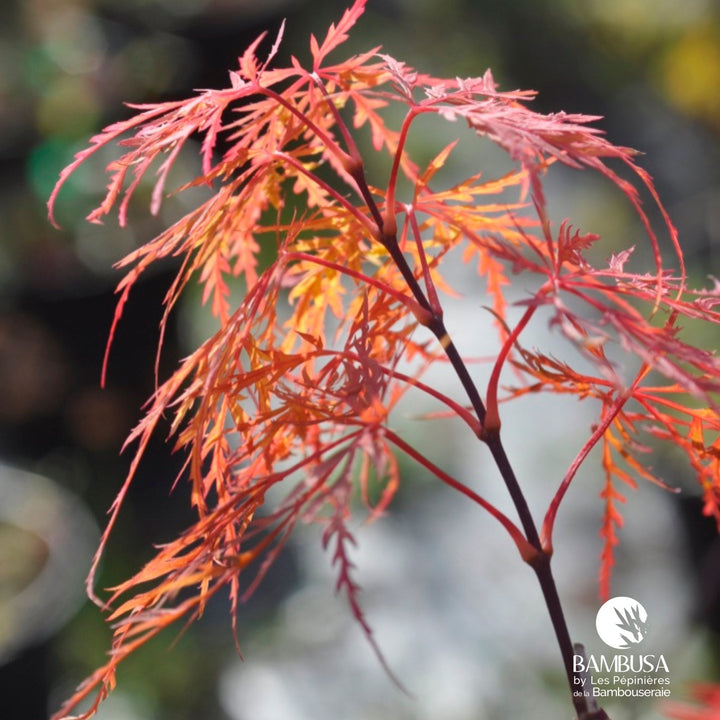 Acer palmatum dissectum &