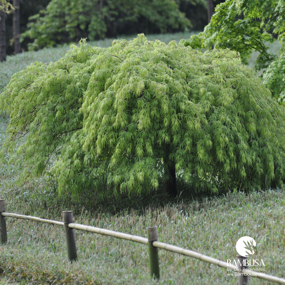 Acer palmatum dissectum 'Viridis' — rustique jusqu'à -25 °C