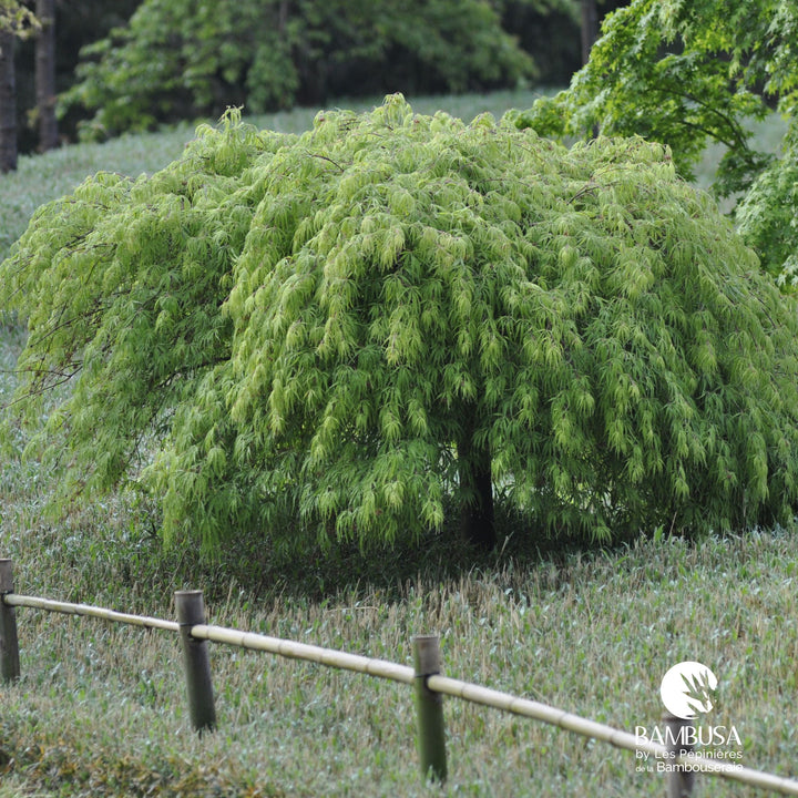 Acer palmatum dissectum &