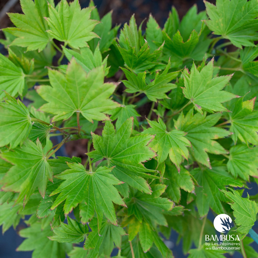 Acer shirasawanum &