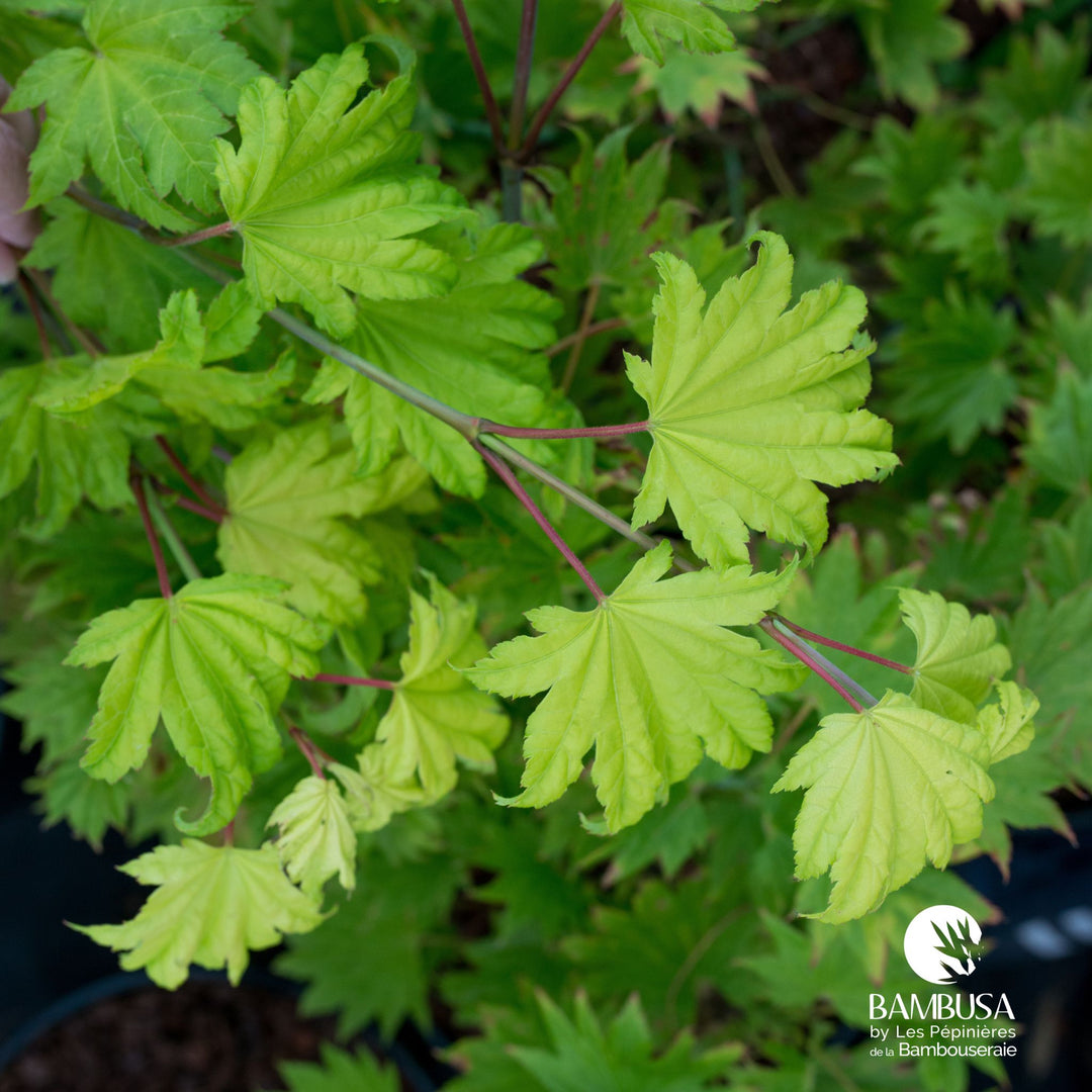 Acer shirasawanum &