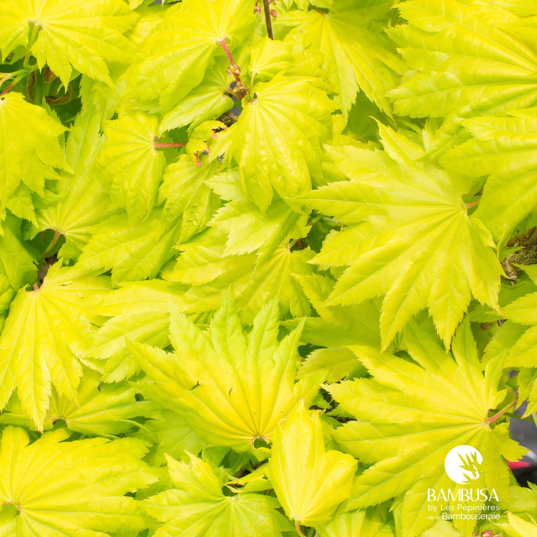 Acer shirasawanum &