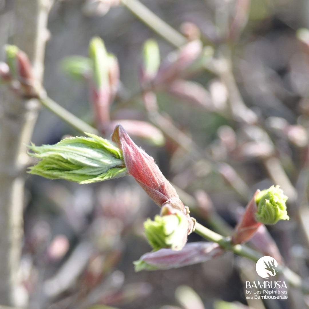 Acer shirasawanum &