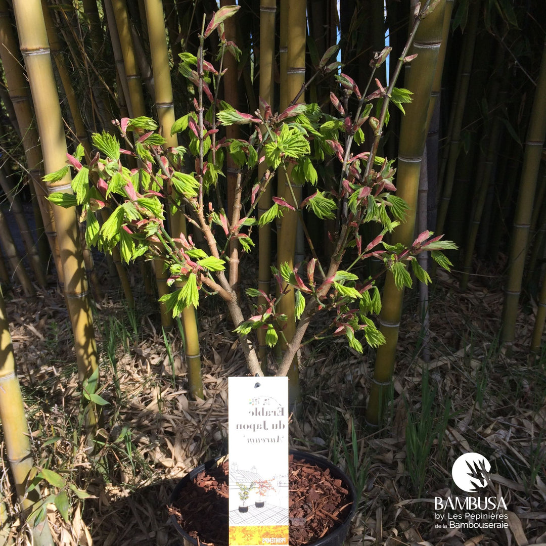 Acer shirasawanum &
