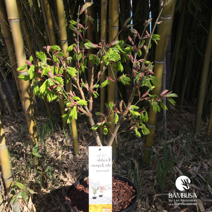 Acer shirasawanum &