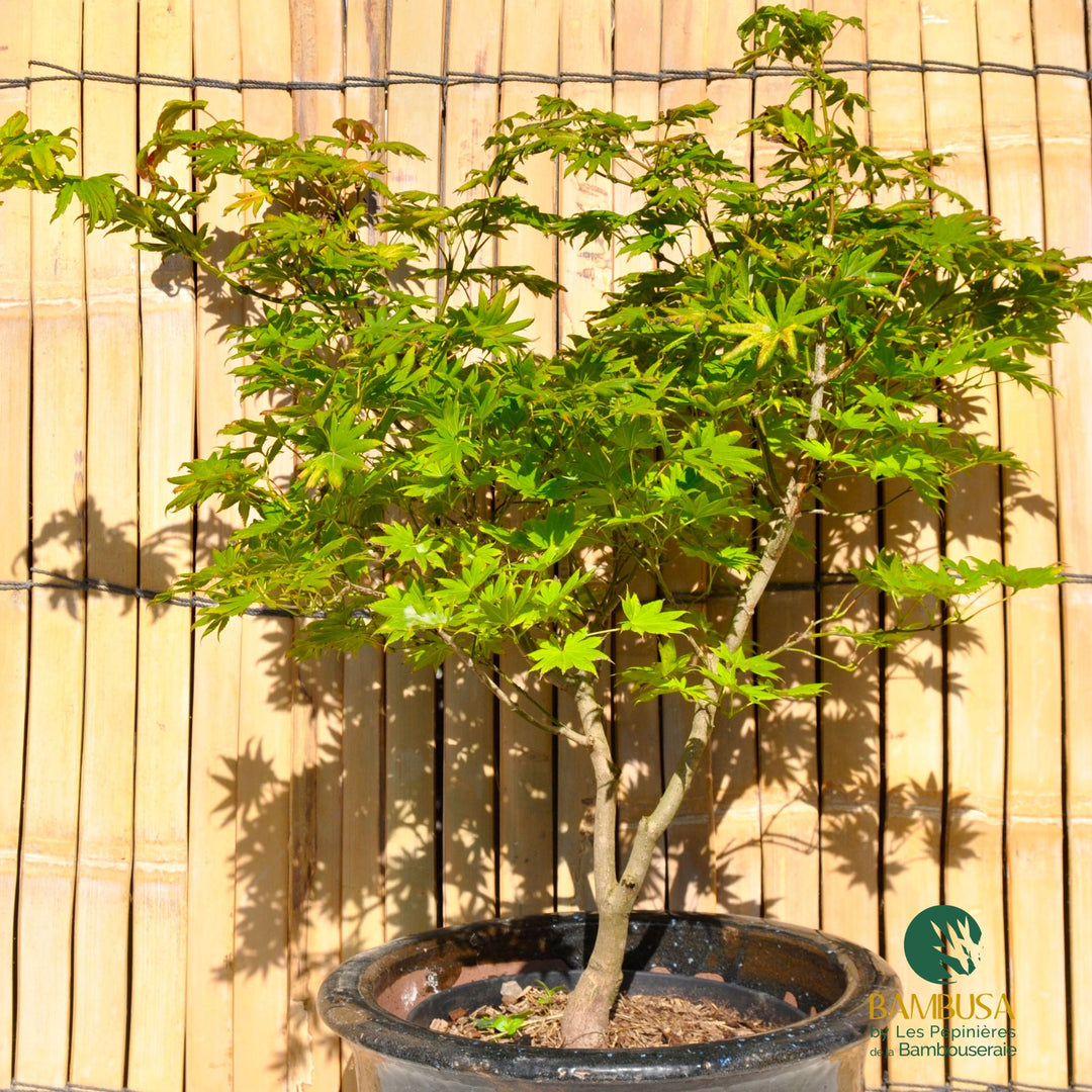 Acer shirasawanum &