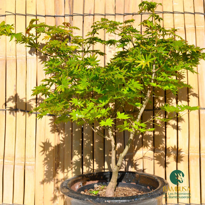 Acer shirasawanum &