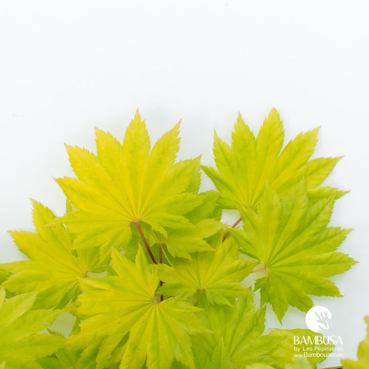 Acer shirasawanum &