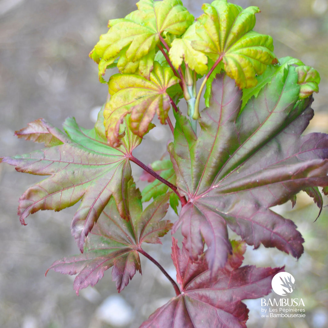 Acer shirasawanum &