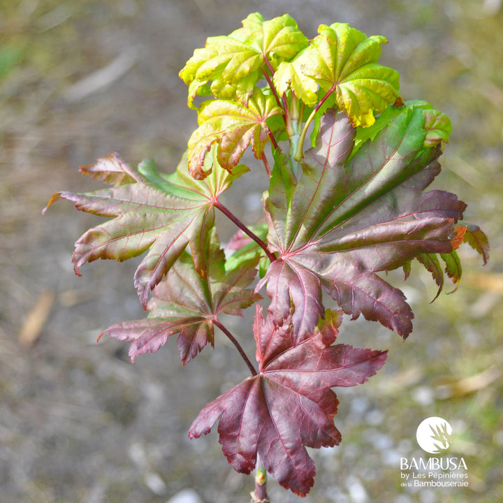 Acer shirasawanum &