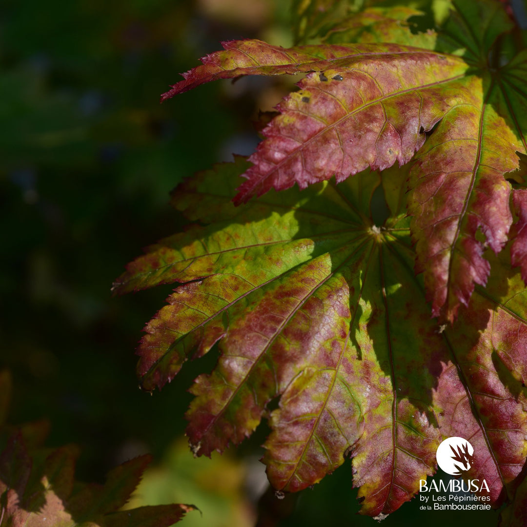Acer shirasawanum &