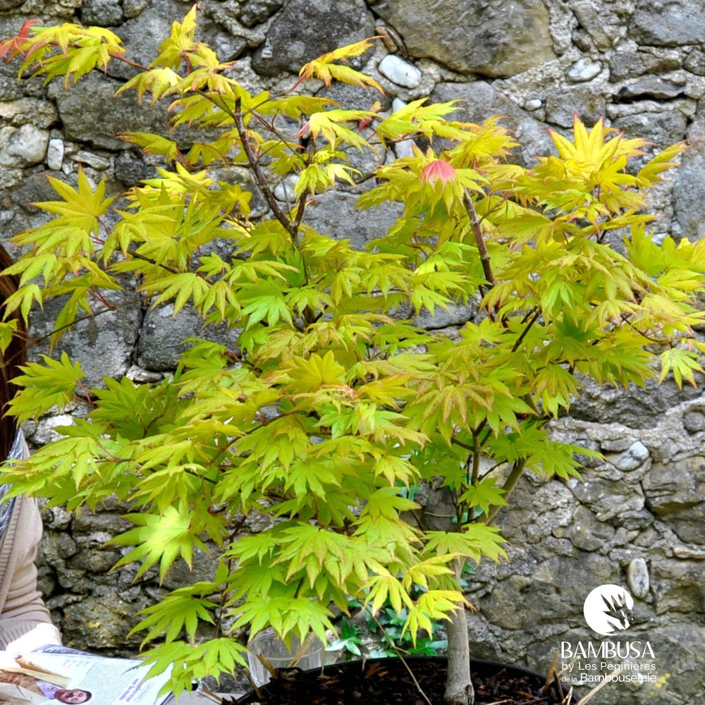 Érable de Shirasawa 'Autumn Moon' au feuillage jaune