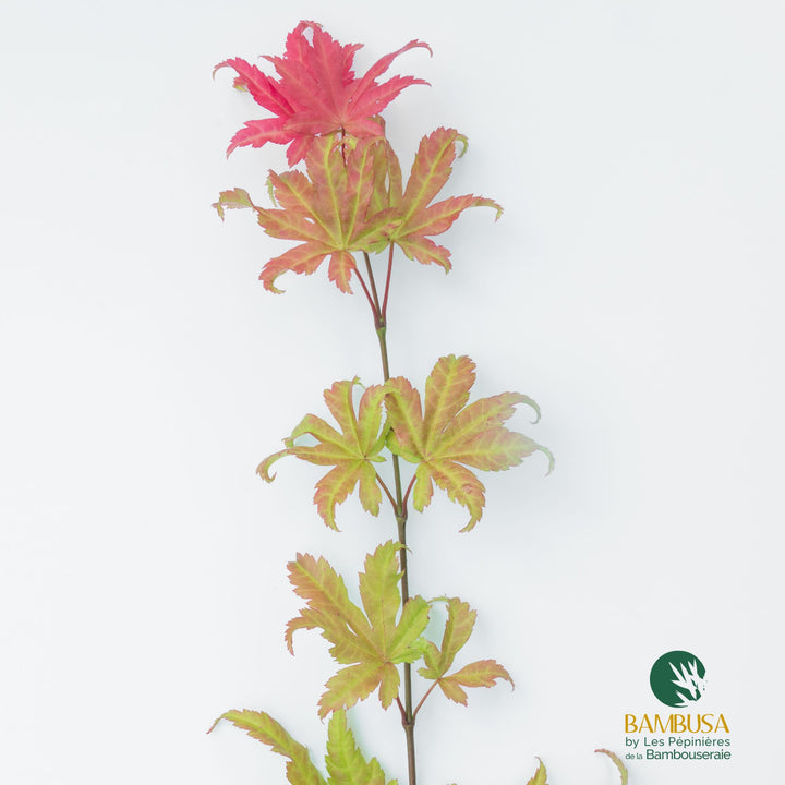 Acer shirasawanum &