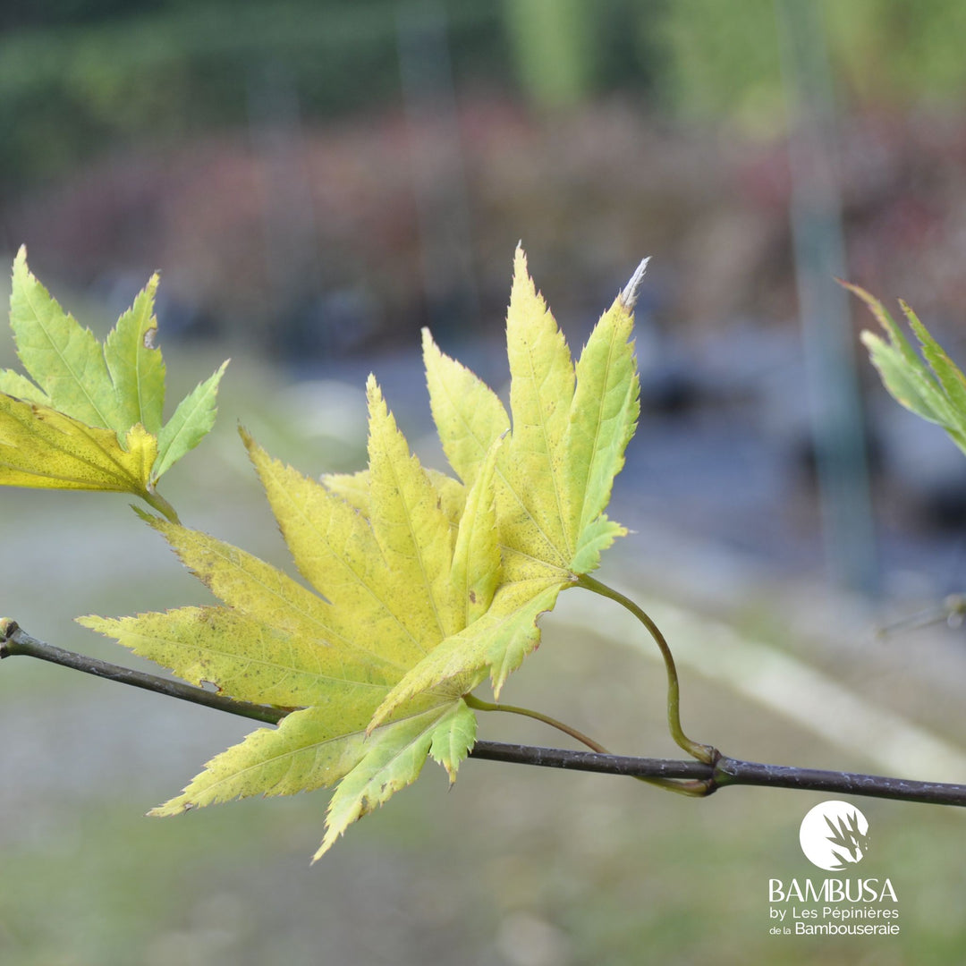Acer shirasawanum &