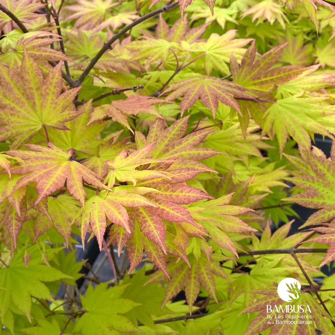 Acer shirasawanum 'Autumn Moon' | Érable de Shirasawa 'Autumn Moon'