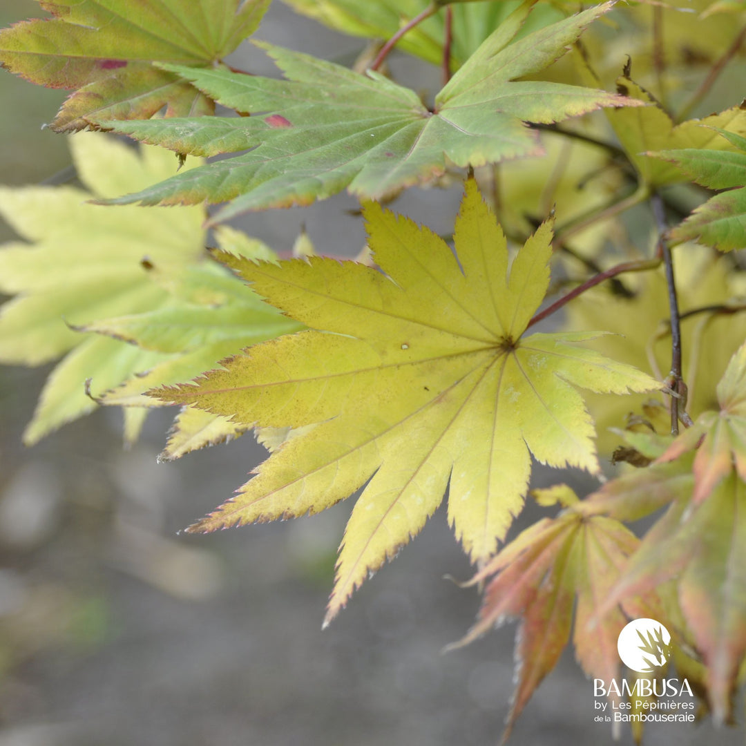 Acer shirasawanum &