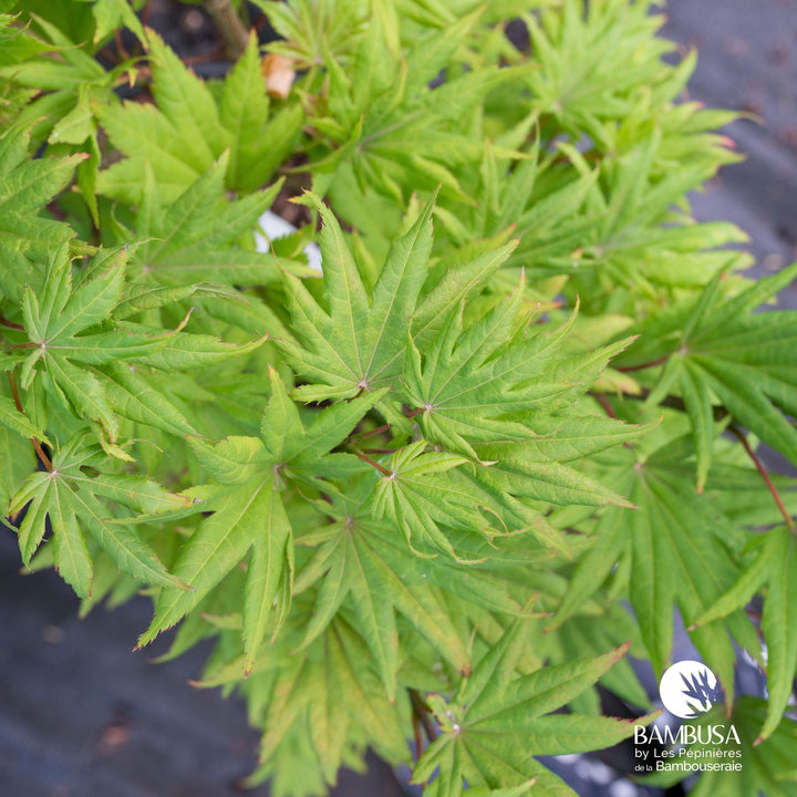 Acer shirasawanum &