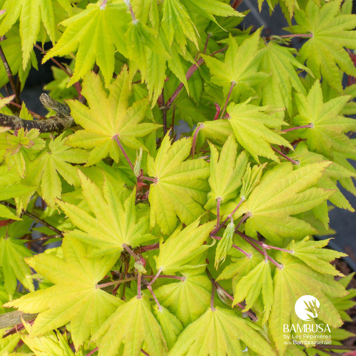 Acer shirasawanum &