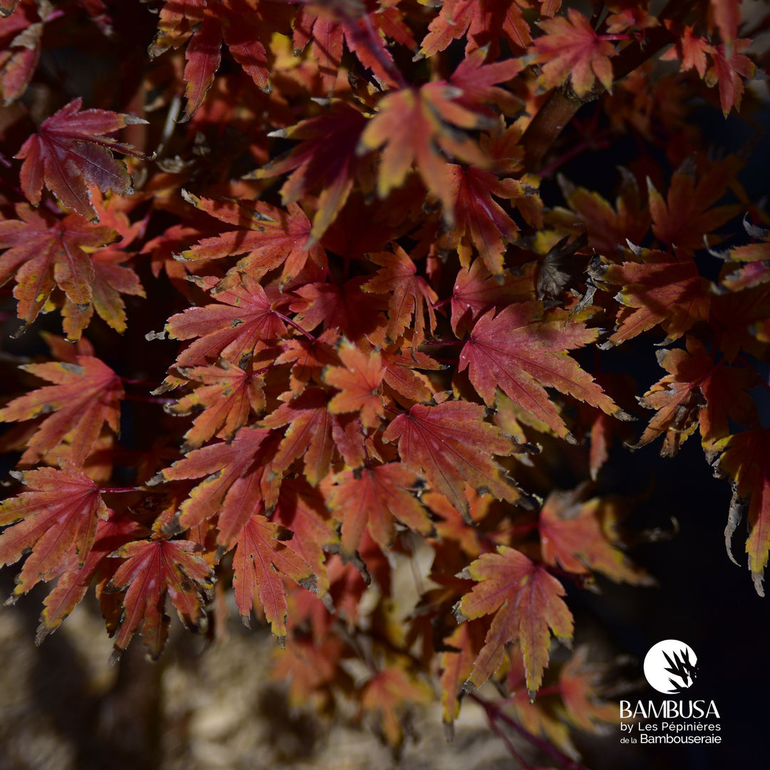 Acer palmatum 'Berry Broom' | Érable du Japon 'Berry Broom'