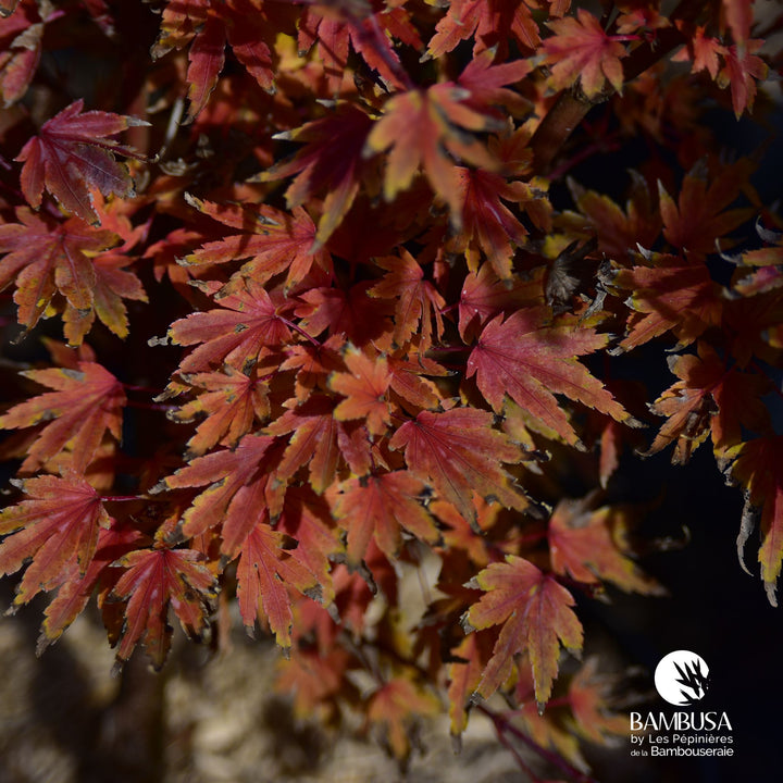 Acer palmatum &