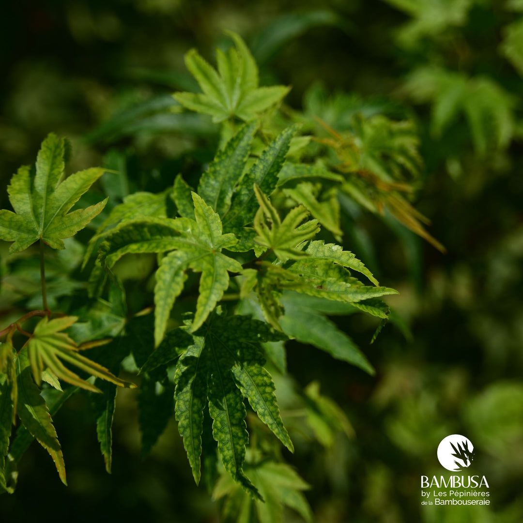 Acer palmatum &