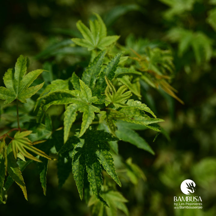 Acer palmatum &