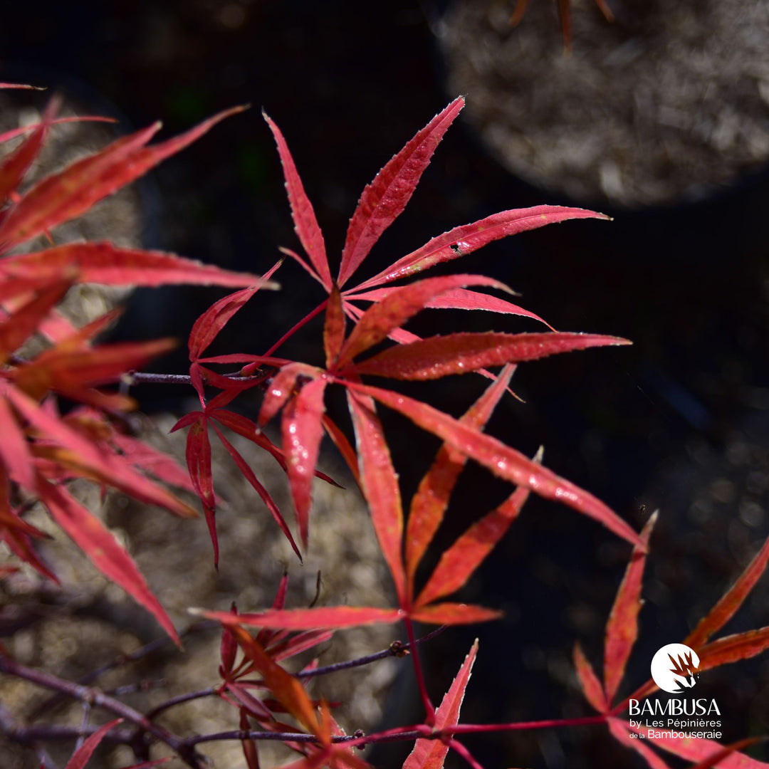 Acer palmatum 'Koto no ito' | Érable du Japon 'Koto no ito'