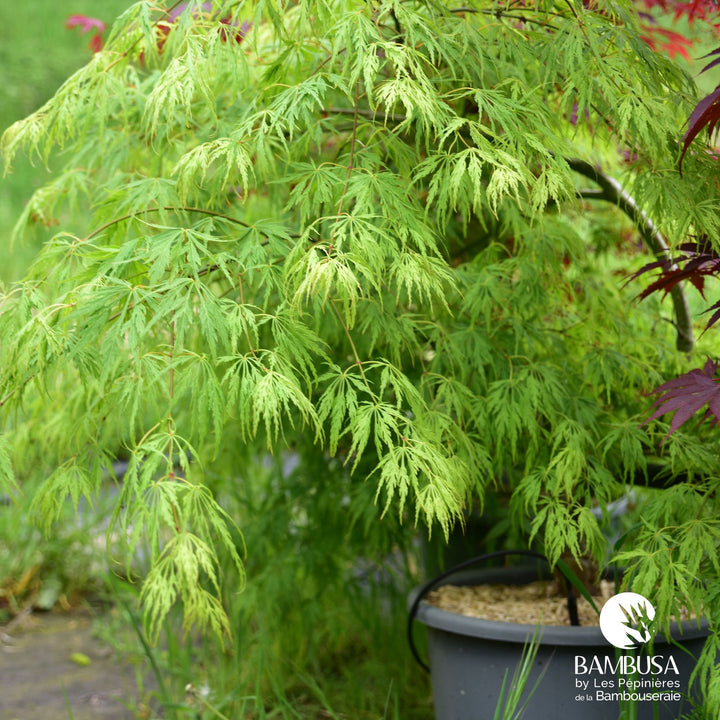 Acer palmatum dissectum &