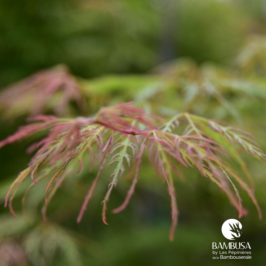 Acer palmatum dissectum 'Green Globe' | Érable du Japon 'Green Globe'
