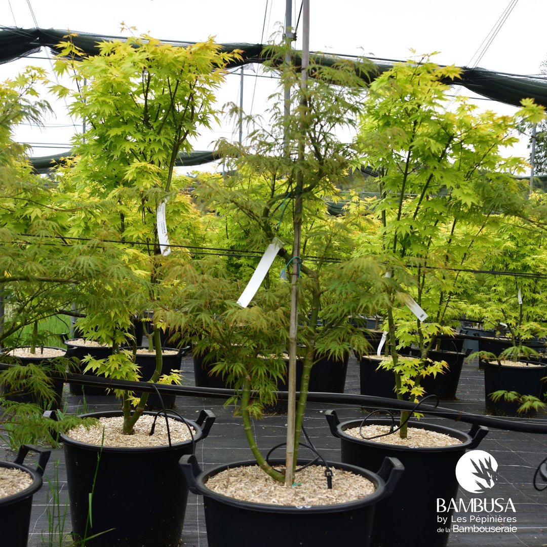 Acer palmatum dissectum &
