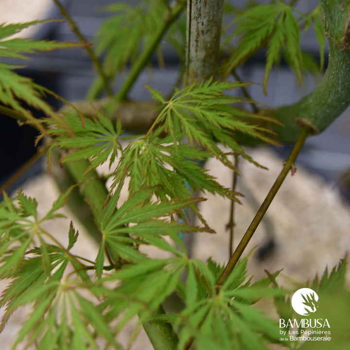 Acer palmatum dissectum &