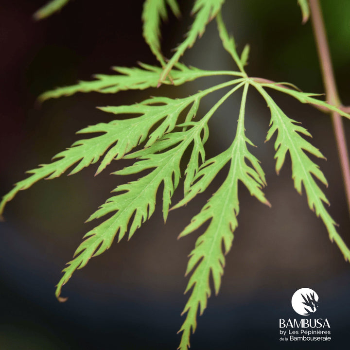 Acer palmatum dissectum &