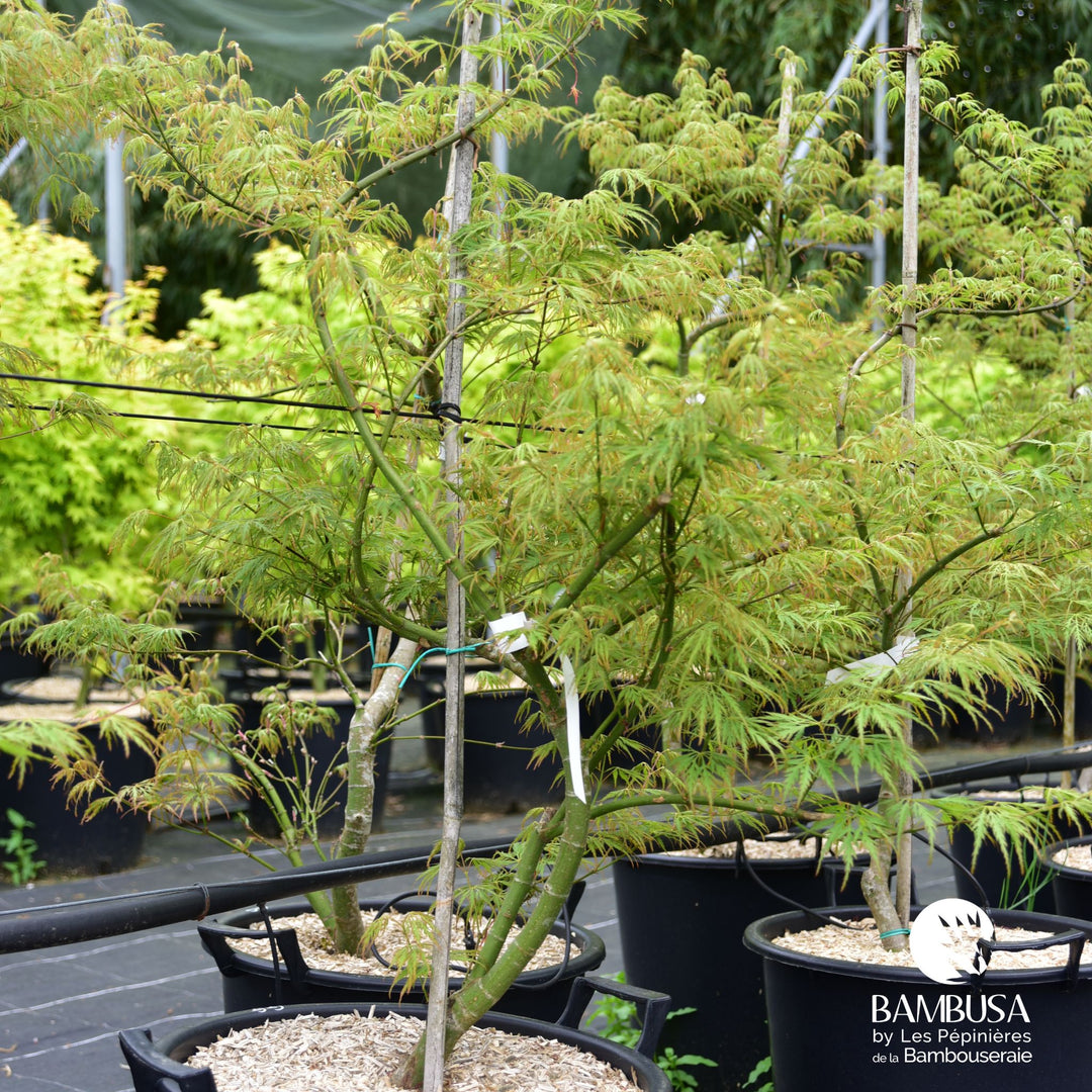 Acer palmatum dissectum &