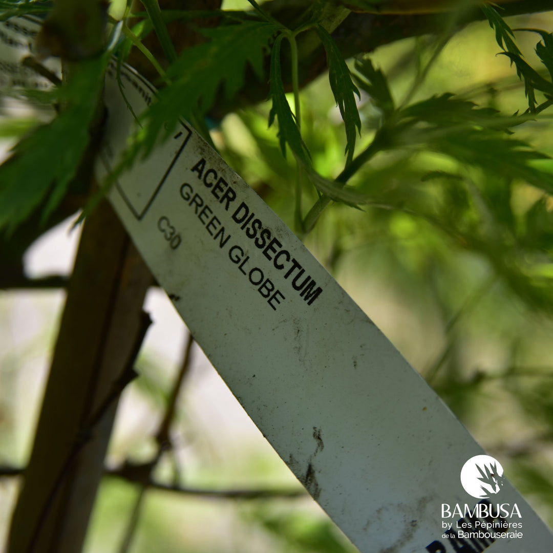 Acer palmatum dissectum &