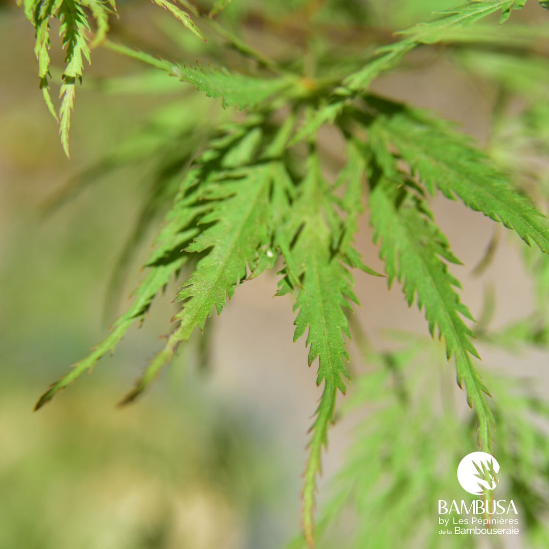 Acer palmatum dissectum &