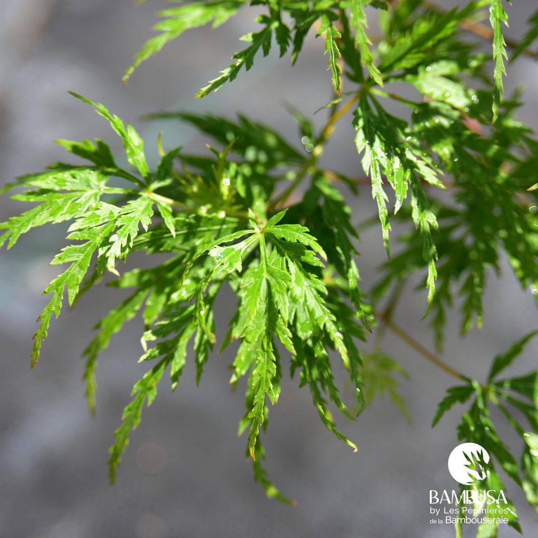 Acer palmatum dissectum &