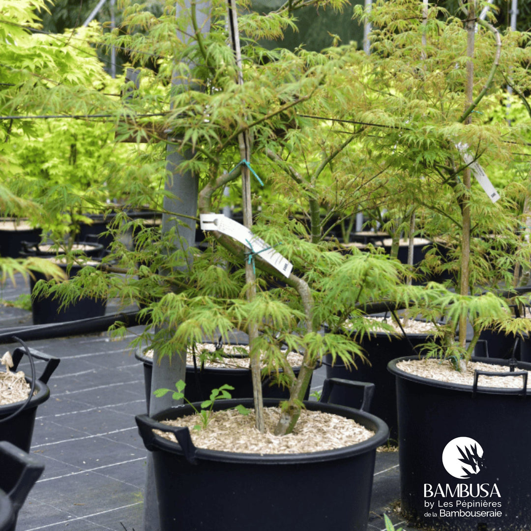 Acer palmatum dissectum &