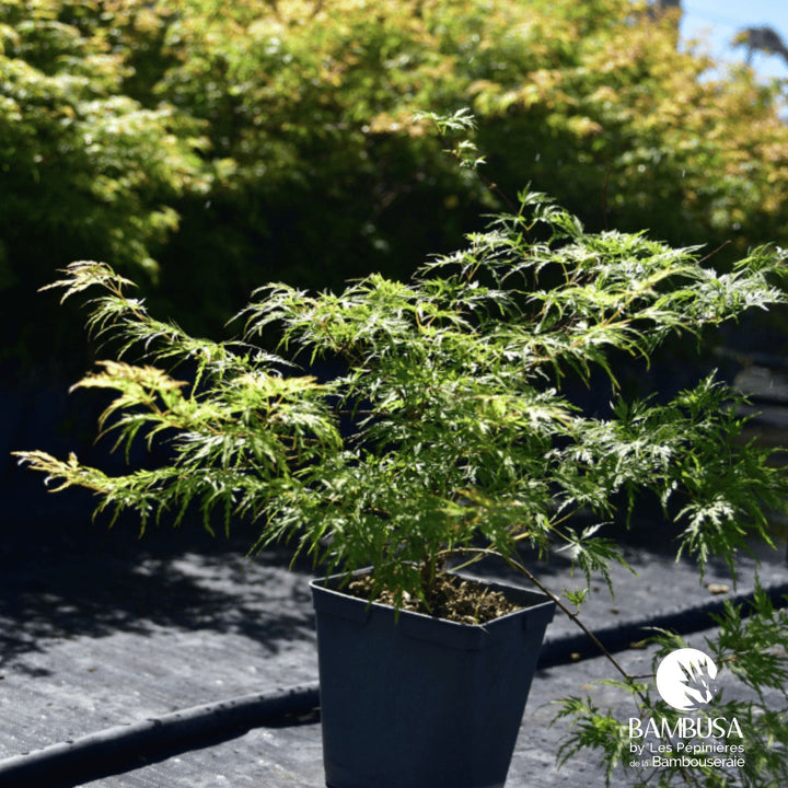 Acer palmatum dissectum &