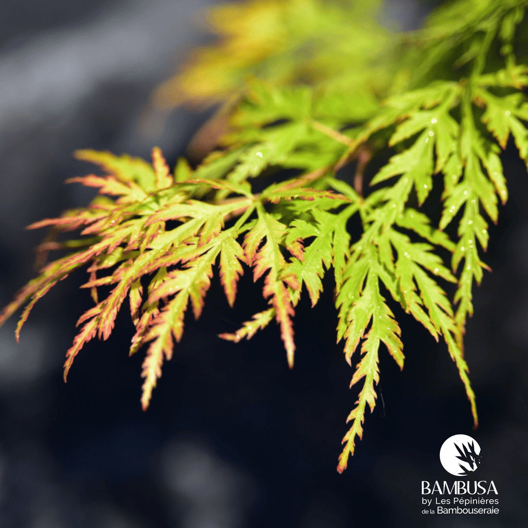 Acer palmatum dissectum &