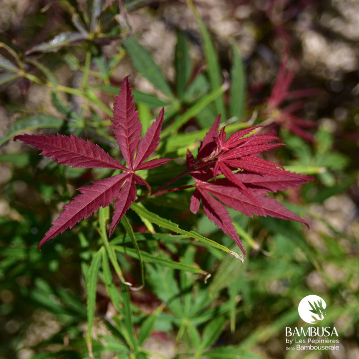 Acer palmatum &