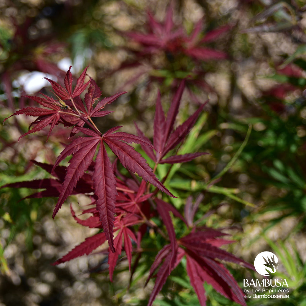 Érable du Japon 'Red Pygmy' au feuillage pourpre