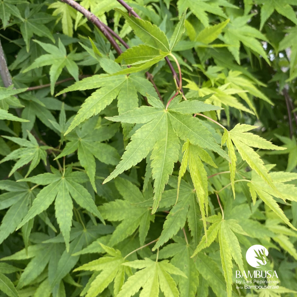 Érable du Japon 'Ryusen' au feuillage vert