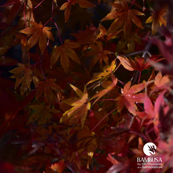 Acer palmatum &